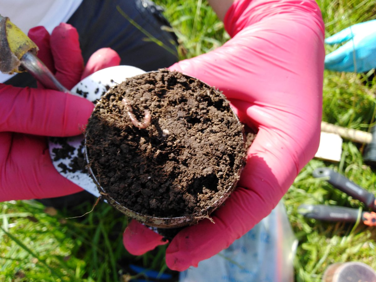 NoeNoeliaga's tweet image. We spent the last sunny days sampling in the Alps our mesocosm translocation experiment. Exiting results to come! :) #SUSALPS @tumsoil @MartinWiesmeier @BBerauer @DRAL2015 @BonaRes4u @LuisCol8