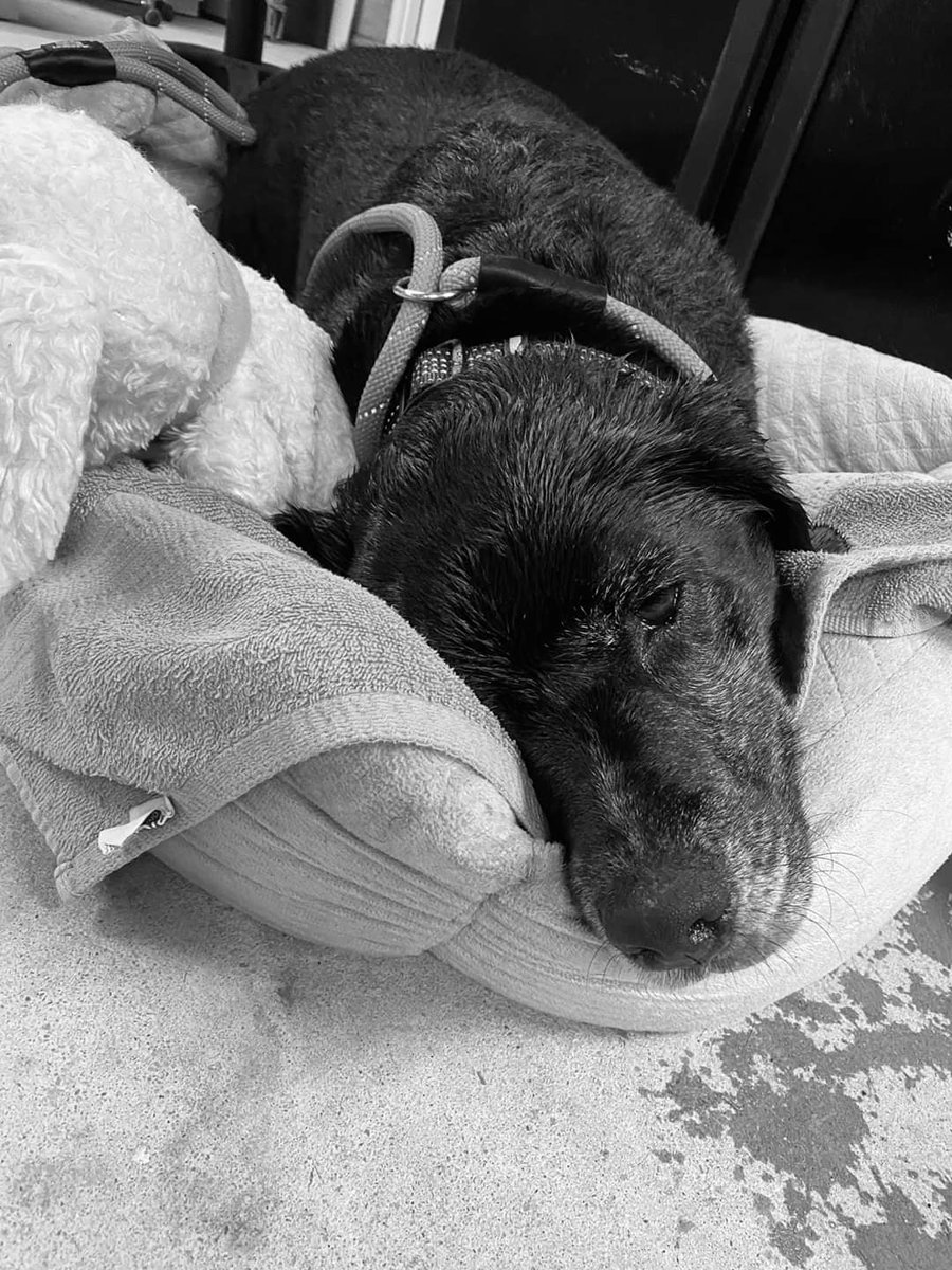 Charlestonion's tweet photo. Hi. Someone please adopt this poor guy from @dorchesterpaws. He is a senior who had his whole life turned upside down https://t.co/VCfdmTJejd