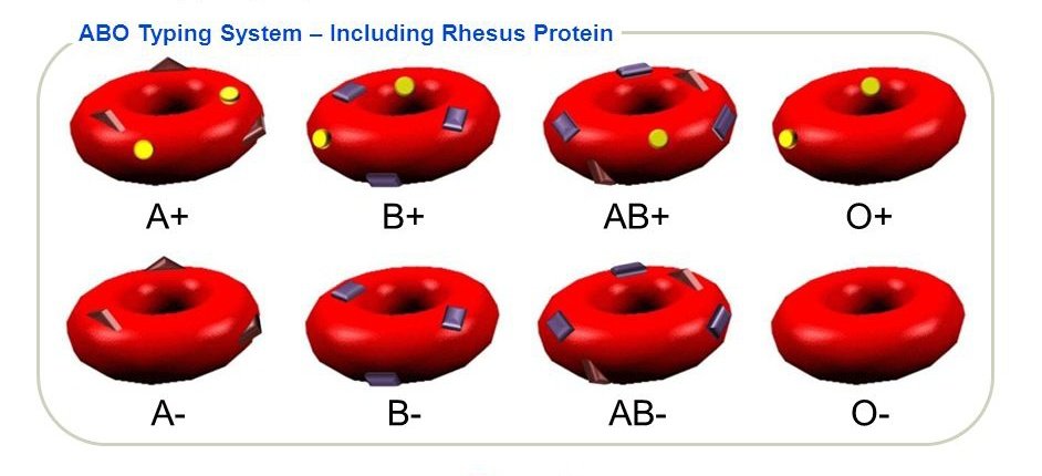Every person's blood group can either be A, B, AB or O.Similarly, we are all classified as Rhesus Positive (Rh+) or Rhesus Negative (Rh-). This depends on whether you have a protein called  #RhesusAntigen on the surface of our red blood cells or not.
