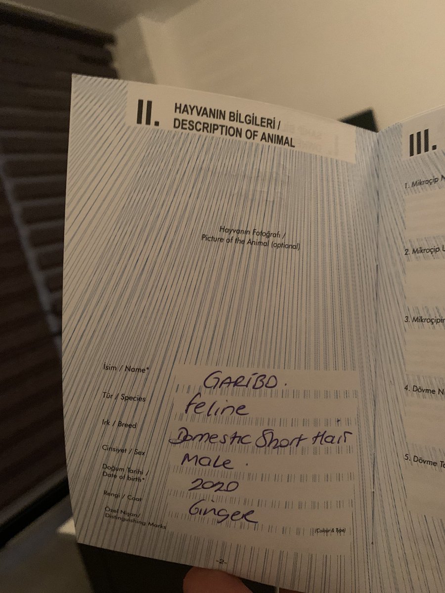 Çok istedim, çok sabrettim sonunda bir canlıya bu ismi vermeyi başardım. Evet tanıştırayım, Garibo.