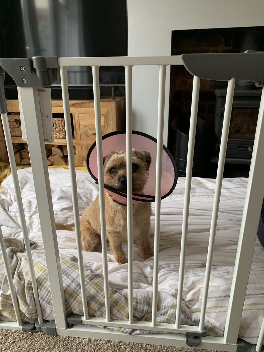 Artti_btmonster's tweet photo. Pals, wen dad got home fwom work I had got out off my cone, broken out off my prison, jumped on da sofa nd turned on da tv. Mum is not happy wiv me nd da prison door is now closed nd da boundaries bin checked. #btprisonbreak #wasgoodwhileitlasted #btposse https://t.co/SJrDRCRm81