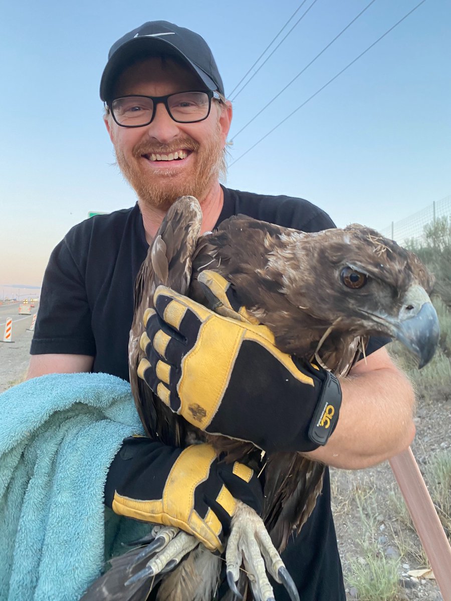 vchecketts's tweet photo. Team @DscoSupply likes to help. And not just the #retail industry. We help injured golden eagles on Utah roads as well. Here's our founder @jeremyhanks coming to the rescue after one of our team members spotted this amazing bird. @hawkwatchint &amp; @WRCNU are now involved. https://t.co/vx6xN7K41K