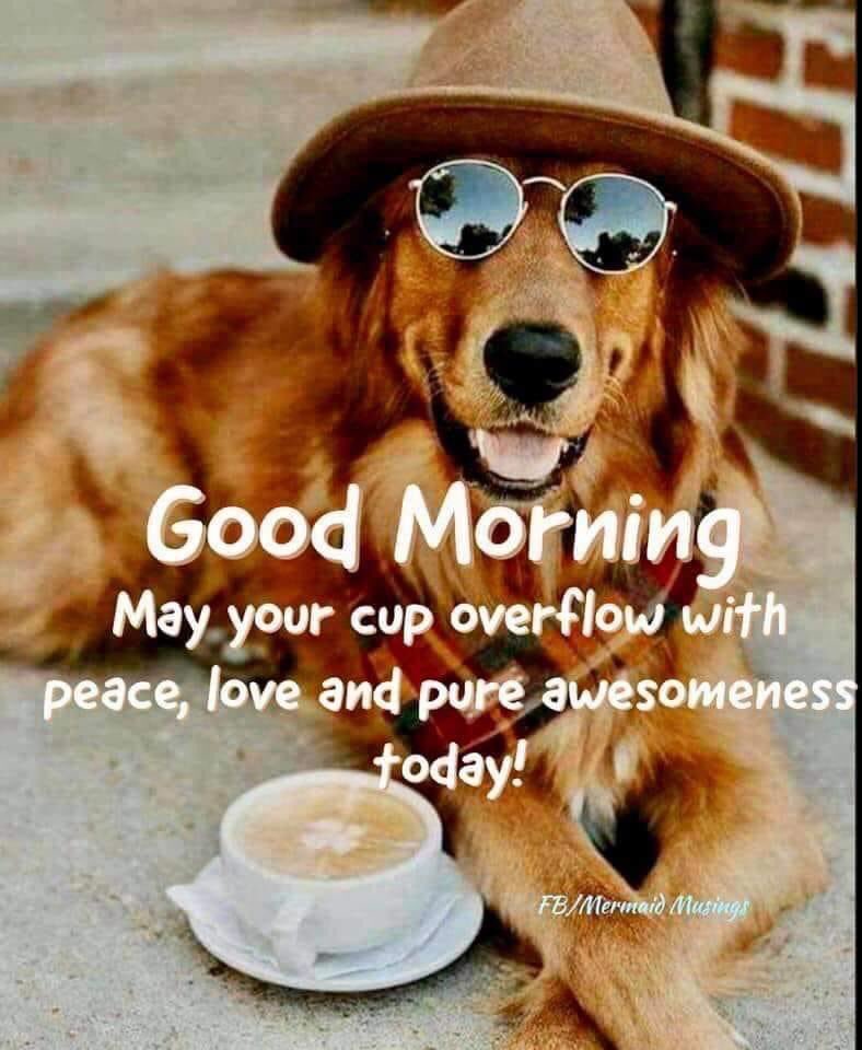 PawsitivelySEL (@pawsitivelysel) on Twitter photo 