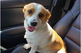 SERVtracker's tweet image. While making #MealsonWheels deliveries, Accessible Project Manager Cassey Stratton found this cutie. Unable to find her owner at first, she rode along with Cassey, &amp;amp; when finishing her route, was able to find the pup's home. Another way #MOW impacts a community. #ServTracker