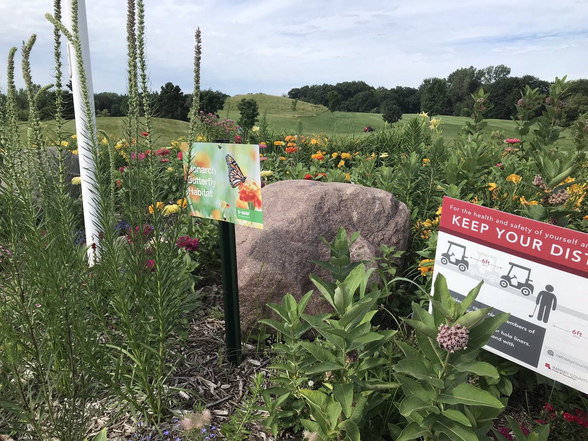 Could not be happier with our habitats around the course.  Good to see the birds, butterfly’s and bees out and about. <a href="/BattleCreekGC/">Ponds@BattleCreek</a> <a href="/RamseyCtyParks/">Ramsey County Parks</a> <a href="/RamseyCounty/">RamseyCounty</a>