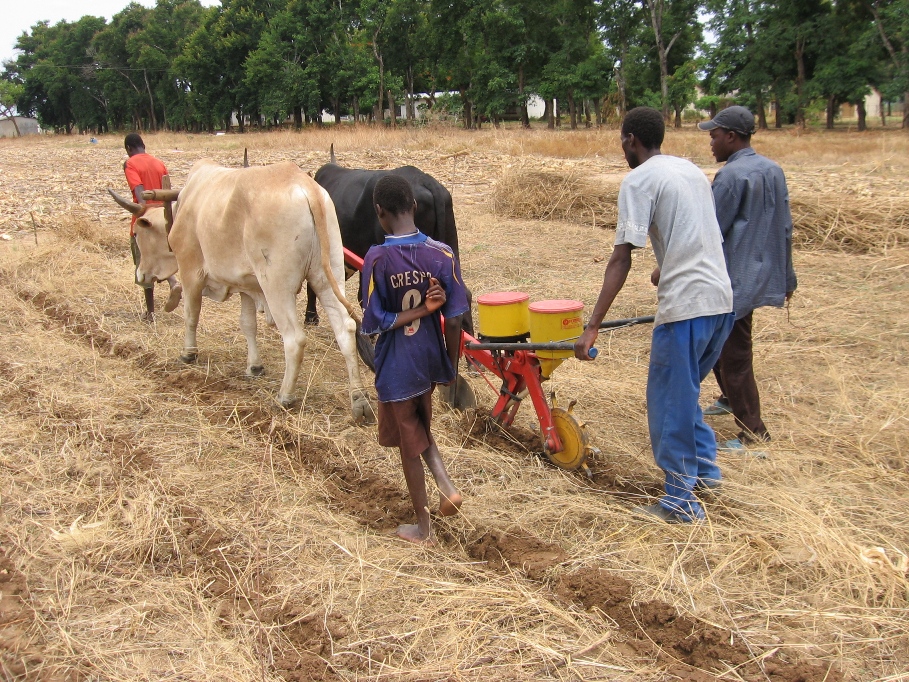 BusyBeeChris's tweet photo. I think we are ready to jump one step and go directly from hoe to tractor #thehoemustgo #AfricaMechanize. @CIMMYT mechanization work in southern Africa supported by @WFP_Zimbabwe @WFP @USAID @FeedtheFuture @ACIAR @FBaudron  @basera_john @SwissMFA #FACASI #R4 #ZAMBUKO https://t.co/p9oN5UjAQw