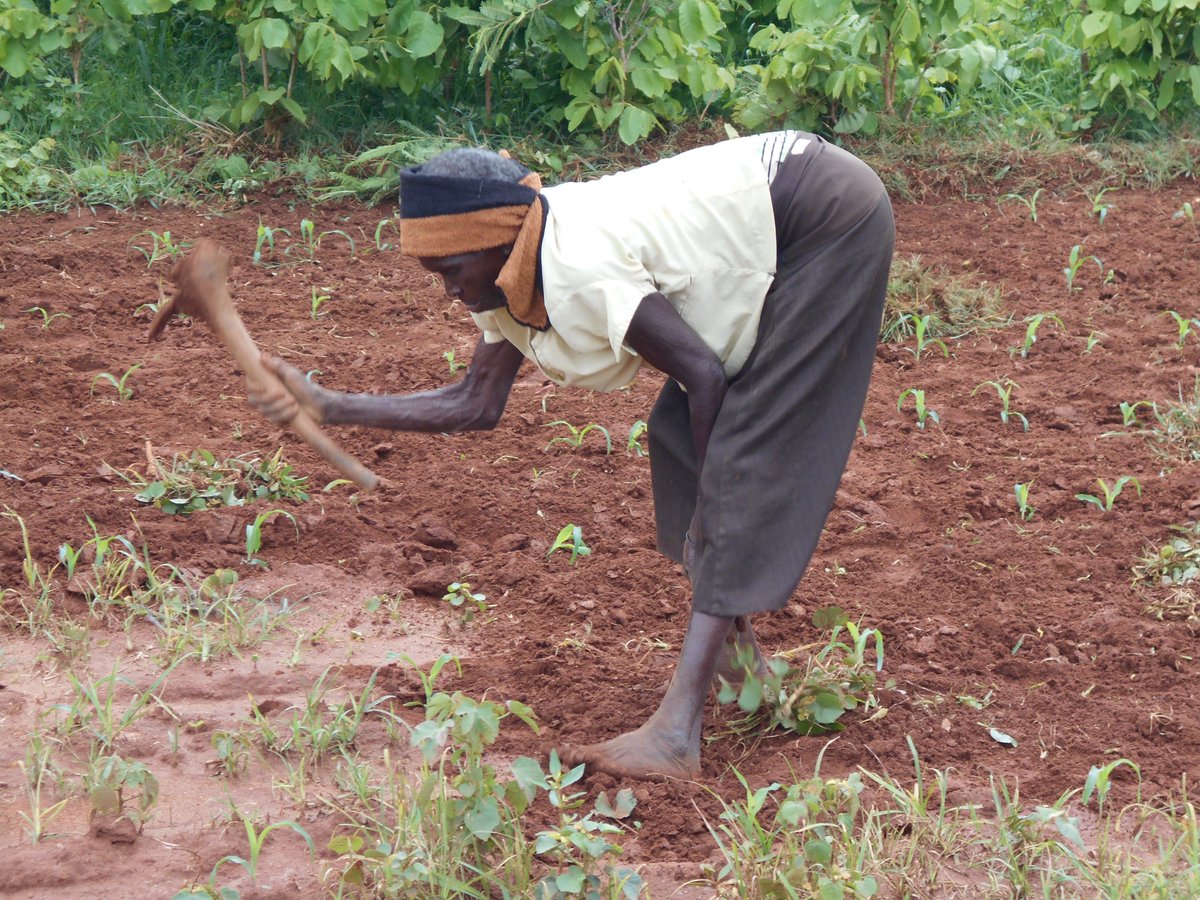 BusyBeeChris's tweet photo. I think we are ready to jump one step and go directly from hoe to tractor #thehoemustgo #AfricaMechanize. @CIMMYT mechanization work in southern Africa supported by @WFP_Zimbabwe @WFP @USAID @FeedtheFuture @ACIAR @FBaudron  @basera_john @SwissMFA #FACASI #R4 #ZAMBUKO https://t.co/p9oN5UjAQw