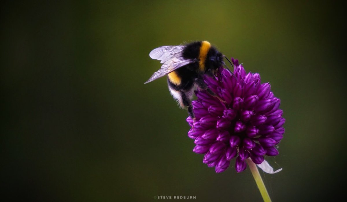 Dusting off the camera !