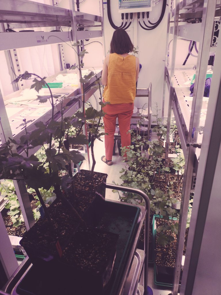 VBCF PlantS Core Facility (@vbcf_plants) on Twitter photo #PHENOBox in action after another upgrade with 850nm IR LEDs & #raspberrypi cam by <a href="/SyT_Tech/">Sebastian Seitner</a>
This time for grapevine & frost stress ❄️ 2020 will certainly become a famous vintage 🥂 (or not) <a href="/VBCF_Tweets/">Vienna BioCenter Core Facilities GmbH</a> <a href="/gmivienna/">GMI Vienna gmivienna.bsky.social</a> <a href="/viennabiocenter/">Vienna BioCenter</a>
doi.org/10.1111/nph.15… #PHENOBox in action after another upgrade with 850nm IR LEDs & #raspberrypi cam by <a href="/SyT_Tech/">Sebastian Seitner</a>
This time for grapevine & frost stress ❄️ 2020 will certainly become a famous vintage 🥂 (or not) <a href="/VBCF_Tweets/">Vienna BioCenter Core Facilities GmbH</a> <a href="/gmivienna/">GMI Vienna gmivienna.bsky.social</a> <a href="/viennabiocenter/">Vienna BioCenter</a>
doi.org/10.1111/nph.15…