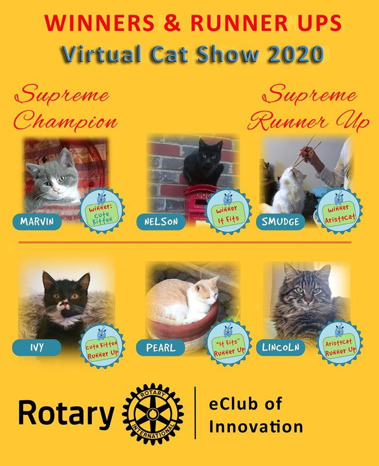 RotaryEClubUK's tweet photo. We are pleased to announce the winners and runners-up for the #VirtualCatShow and a Supreme Champion and Runner-Up ... #Drumroll #CatsOfTwitter #KittensofTwitter #Cats #Kittens #Rotary Thanks for all your support ;-) https://t.co/eZx6skmbE3