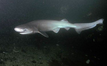 slziegler220's tweet photo. It’s hump day which means time for more #WhatFishWednesday.
This week our “fish” is one of the oldest extant cartilaginous fish groups dating back to the early Jurassic
And they only have 1 dorsal fin!
Keep those guesses coming. Answer reveal at 3pm ET/12pm PT
📷: @WDFW https://t.co/lrZUUN0zuC