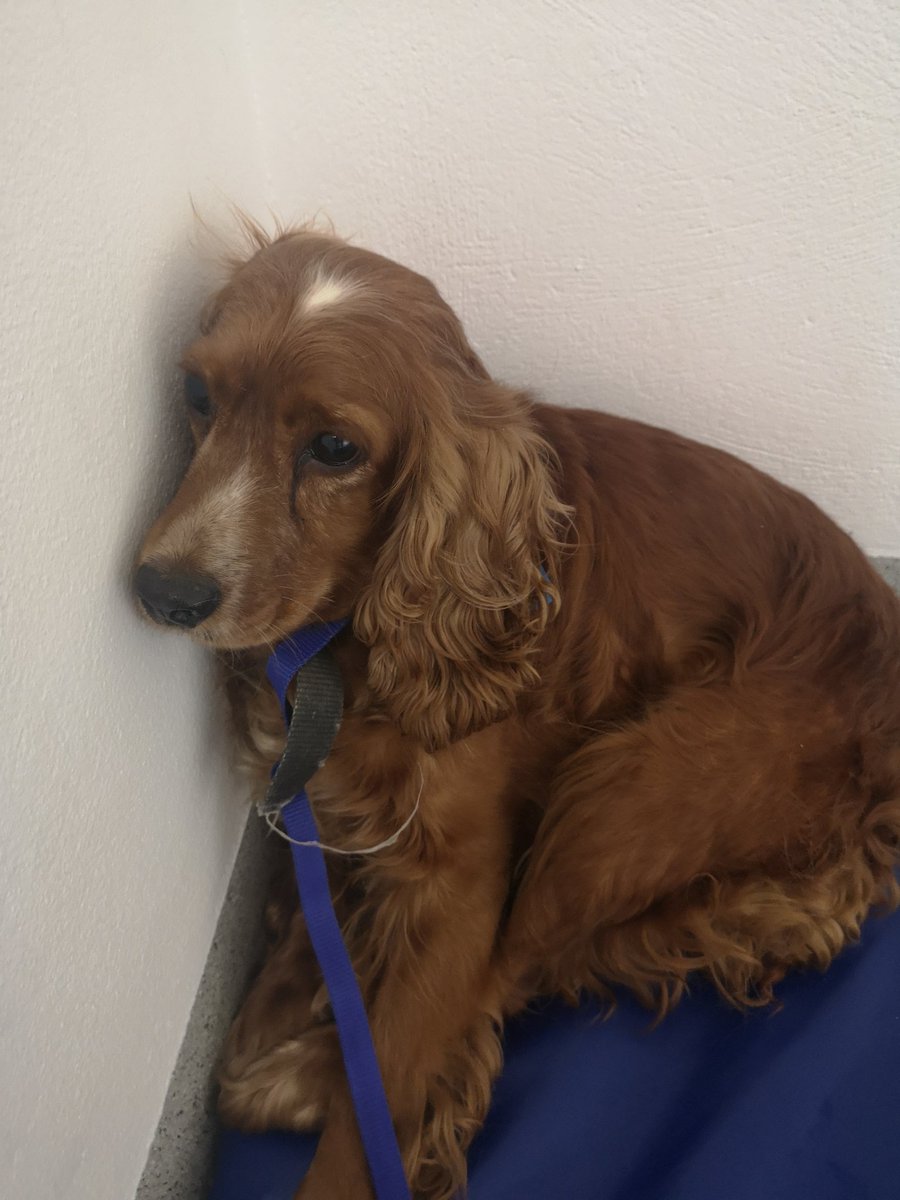 Please share and hopefully we can get this girl back to her home. 

Looks like she was stolen, possibly from the Leinster Area and was found in Mallow, Cork.

She is currently been cared for in a local guards home and the owner should contact Mallow Garda Station on 022 31450.