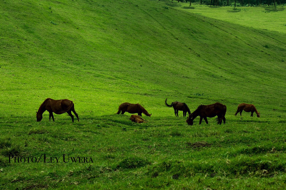 Ley_Uwera's tweet photo. This is #Congo 
This is #Kivu
This is #Masisi 
This is #Mushaki 

Photos taken by Ley Uwera https://t.co/ZPGMG4Rh07