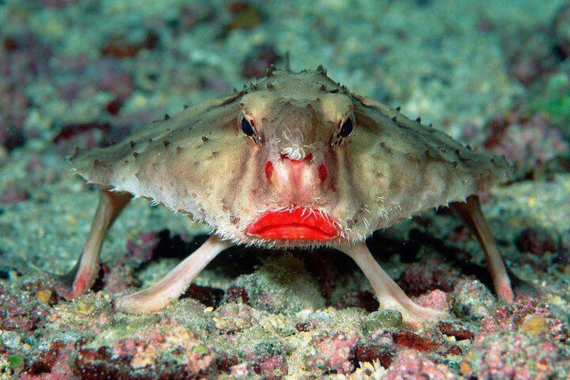 KnowExisted's tweet photo. The red-lipped batfish is a fish found around the Galapagos Islands and off Peru.

//

//

(✎ by redditor Vee-kayy)

See more wonders of the #cosmos at https://t.co/I3e7ywffIp https://t.co/RruAxx8LnH
