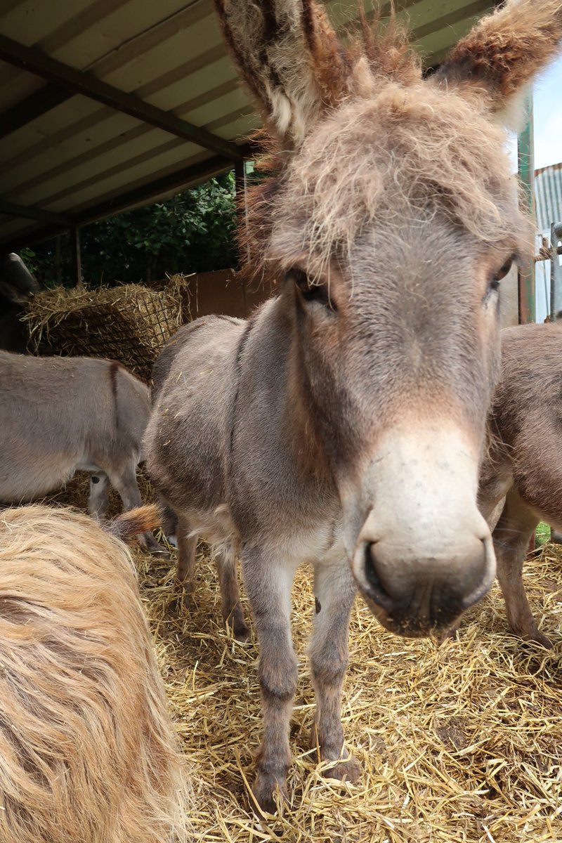 dinky_donks's tweet photo. Having a bad hair day? π #Dinkydonks #Northdevon #miniature #donkeys #Combemartin #Exmoor #studservice https://t.co/gCRmeB604j