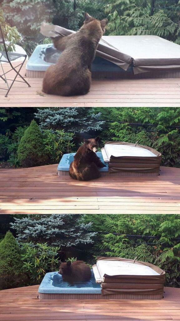 "Even bears need to relax sometimes" (via taykaybo on Reddit)