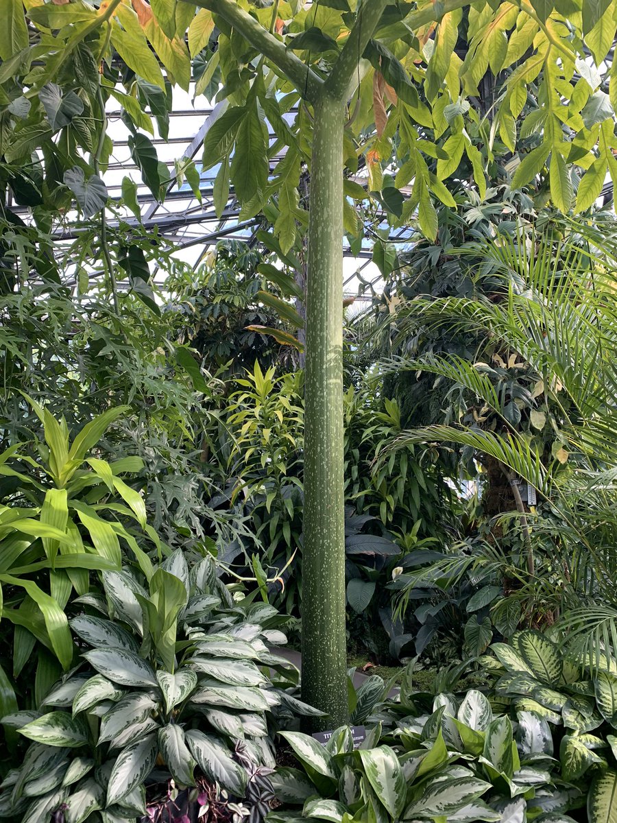 nealkelso's tweet photo. I may not be able to see Sprout in bloom, but at least I was able to see the coolest single leaf ever last year at @longwoodgardens #SproutStinks https://t.co/cKZBKAAn4h