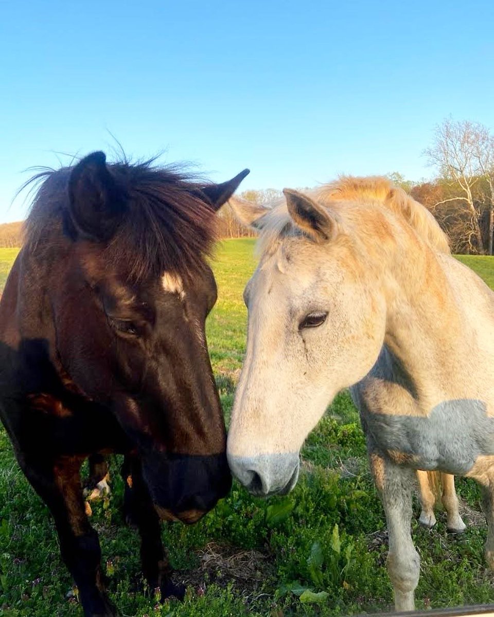 MadisonFieldsMD's tweet photo. Happy National I Love Horses Day! Our sweet horses have touched so many hearts and have changed so many lives! We’re so lucky to have such a great herd! 🐴❤️ #nationalilovehorsesday #growingtogether https://t.co/XmGbqMZcVq