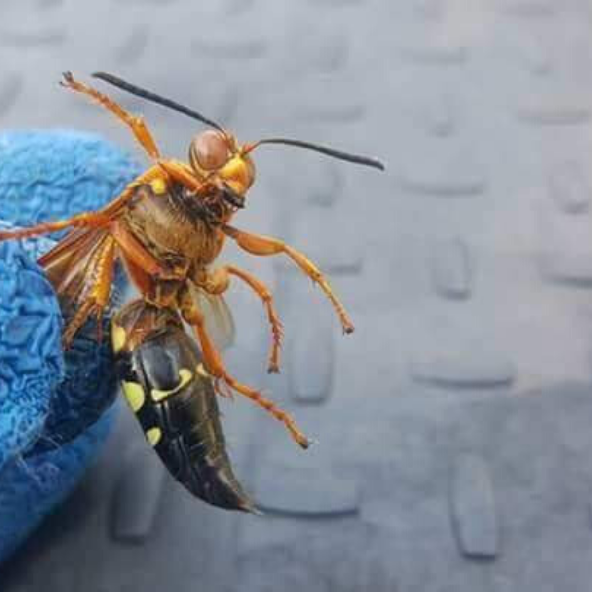 SpidexxPest's tweet photo. Call Spidexx at (844) 922-7732 to treat wasps and hornet nests on your property. #wasps #hornets #pestcontrol #pestprofessional #bugcontrol #insectsofinstagram #flyinginsects https://t.co/Ha5JIPdqTJ