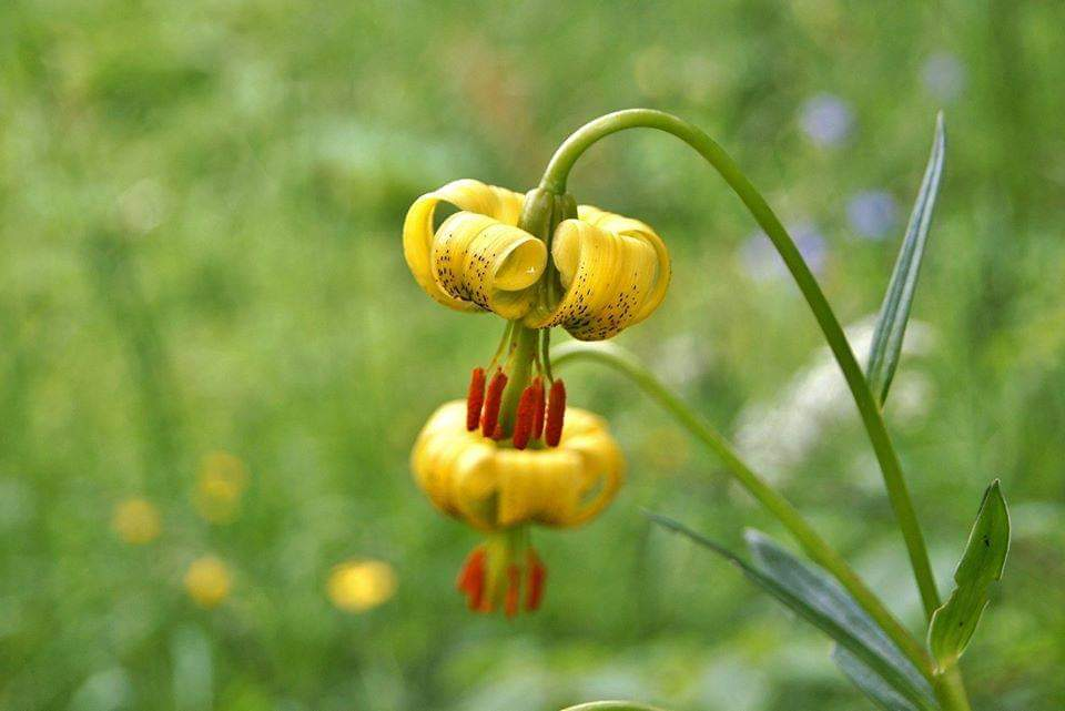 cienciofilo's tweet photo. Hay muchas #flores #canfraneras en junio, pero una indiscutible es la #flor de #lis,
#Lilium #pyrenaicum, o #azucena del #Pirineo.
Muy Rara de encontrar, pero por Canfranc se deja ver cerca de los caminos sin problema.
#Fotogénica como ella sola ejerce una atracción especial https://t.co/kqos39XTNh