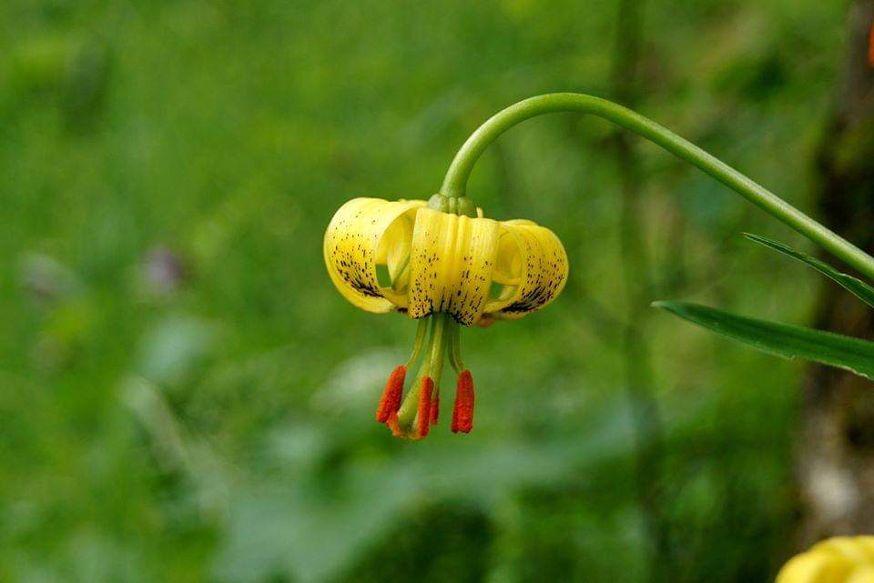 cienciofilo's tweet photo. Hay muchas #flores #canfraneras en junio, pero una indiscutible es la #flor de #lis,
#Lilium #pyrenaicum, o #azucena del #Pirineo.
Muy Rara de encontrar, pero por Canfranc se deja ver cerca de los caminos sin problema.
#Fotogénica como ella sola ejerce una atracción especial https://t.co/kqos39XTNh