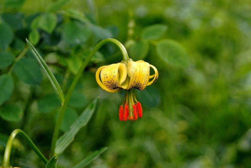 cienciofilo's tweet photo. Hay muchas #flores #canfraneras en junio, pero una indiscutible es la #flor de #lis,
#Lilium #pyrenaicum, o #azucena del #Pirineo.
Muy Rara de encontrar, pero por Canfranc se deja ver cerca de los caminos sin problema.
#Fotogénica como ella sola ejerce una atracción especial https://t.co/kqos39XTNh