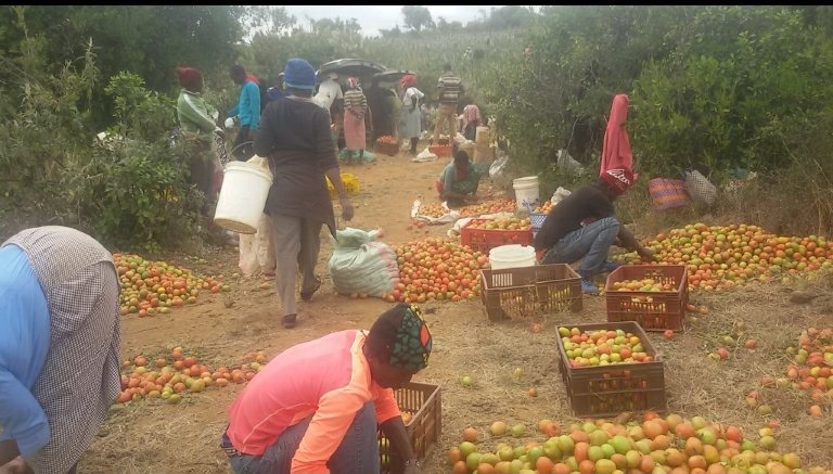 Trust me,ive been there coz i farm in Narok and i know what you are talking about.Middle men or brokers are killing every effort a farmer puts on the ground by bringing down the price for their benefit.Tushikane mkono.
