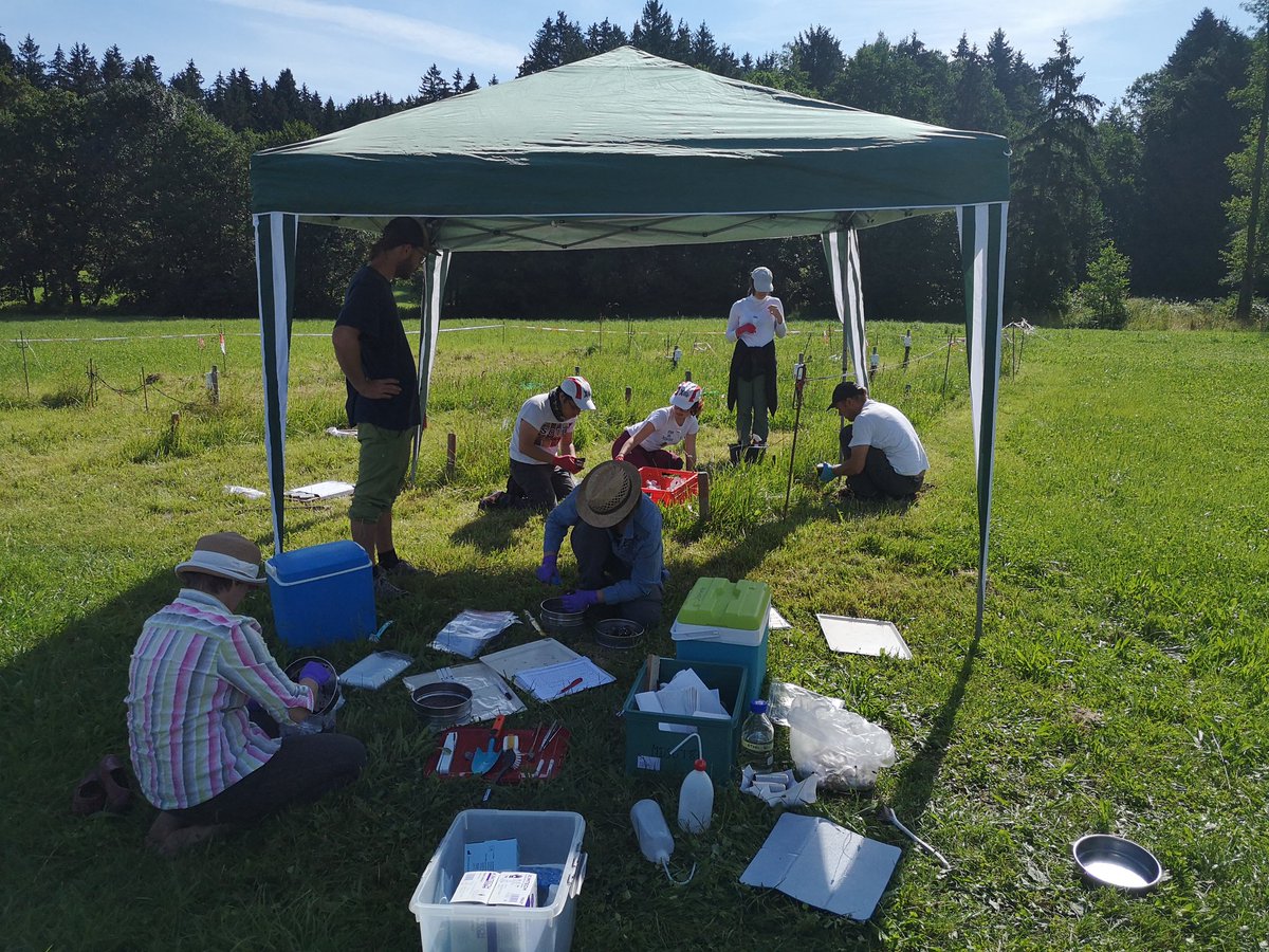 BBerauer's tweet image. Above and below ground sampling of #SUSALPS experiment with on-site, wind protected sorting of🌱🍀 very lovely work! Thanks everyone for being part of this campaign 🤩🙏