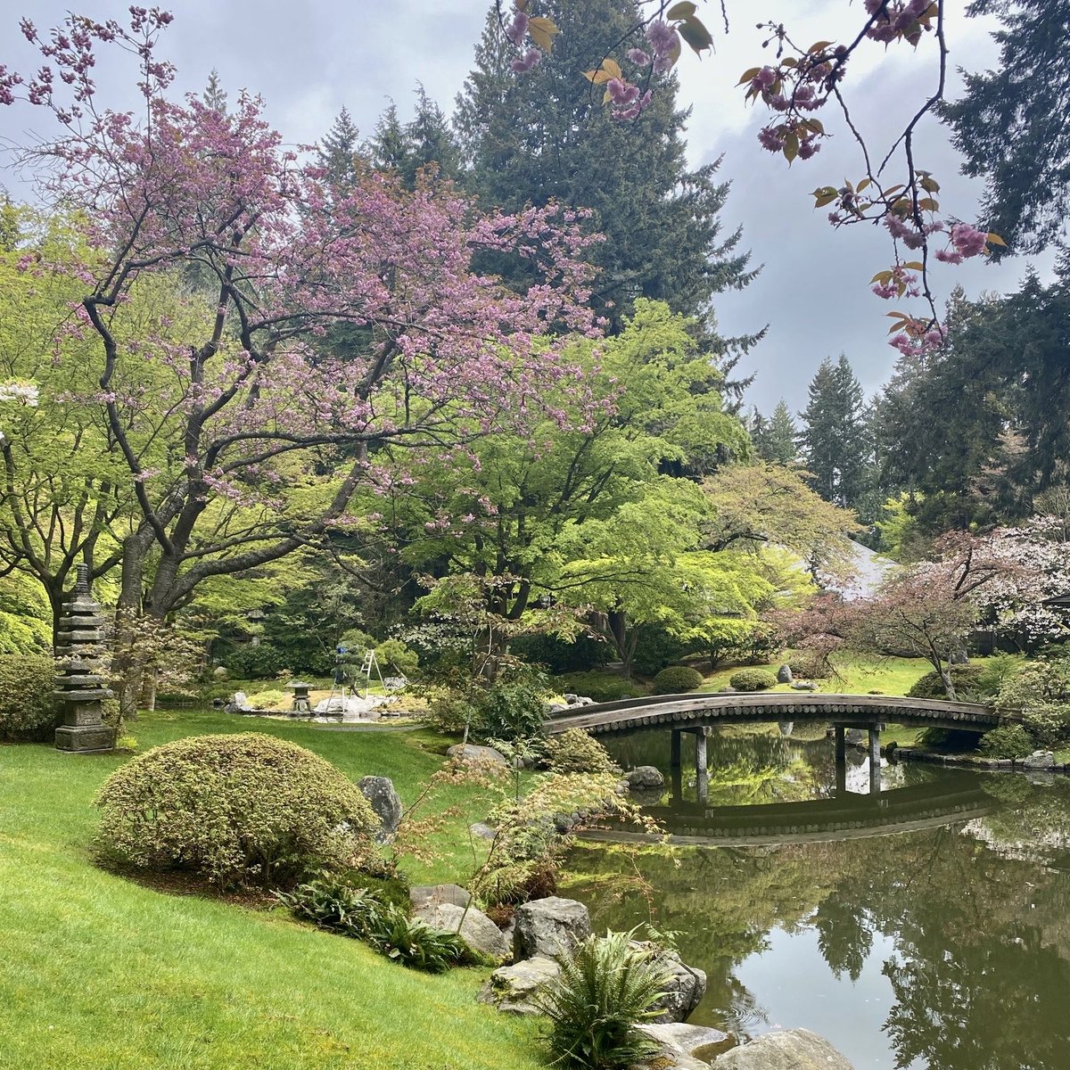 Gardens_BC's tweet photo. Nitobe Memorial Garden re-opens today, July 15, 2020 w/ limited capacity to ensure health and safety. 🌳

Book tickets here, plan a visit: https://t.co/3JjTLyNgkM

#nitobememorialgarden #exploreBC #japanesegarden #日本庭園 #exploreBCgardens #veryVancouver #BCgardens #gardensBC https://t.co/IWjnArIAYy