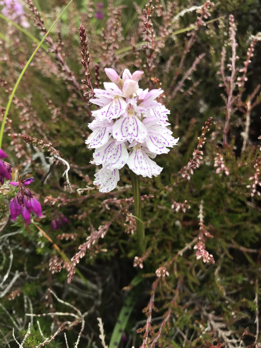 AnsonMacauslan's tweet photo. Stunning orchids https://t.co/rlTG2ph7It
