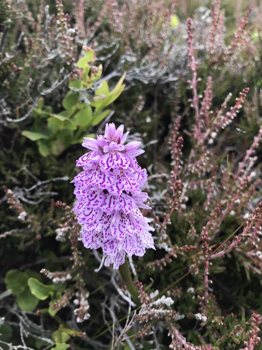 AnsonMacauslan's tweet photo. Stunning orchids https://t.co/rlTG2ph7It