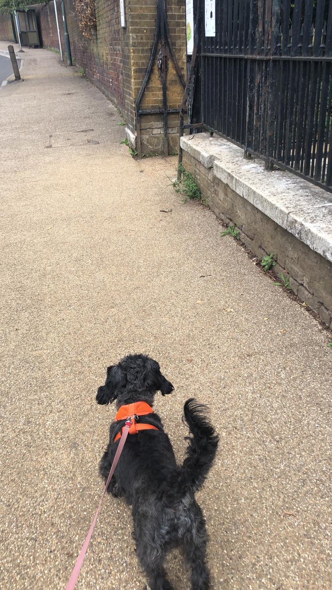 NoodleTheNaughtySchnoodle tweet media