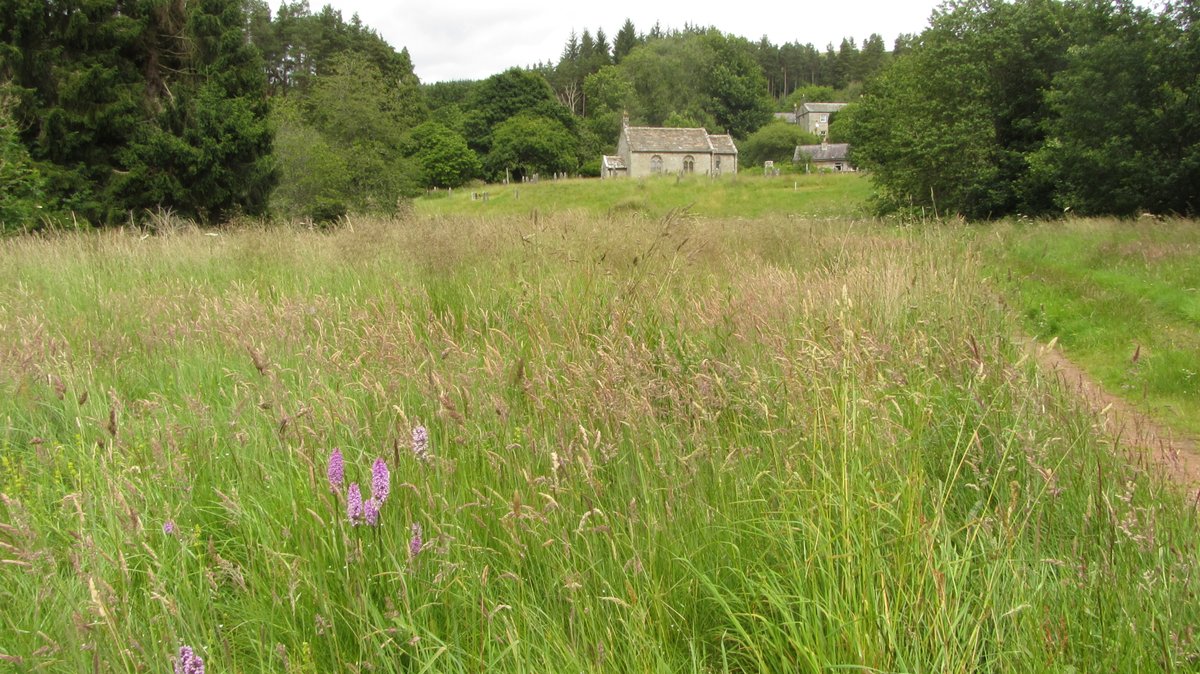 Bryness and the River Rede were an ecological delight, contrasting with the relatively barren moors. A profusion of orchids, meadow sweet and ragged robin graced a meadow behind a church. A Buzzard shadowed me for half-a-mile, hopping from tree to tree, mewing like a cat.