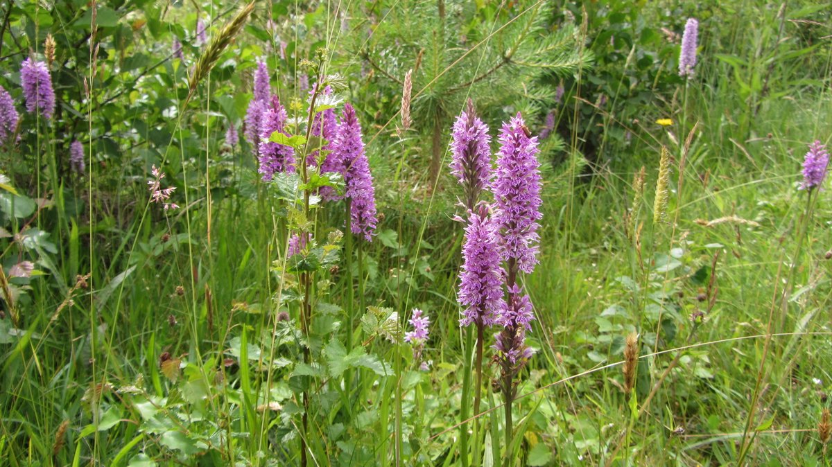 Bryness and the River Rede were an ecological delight, contrasting with the relatively barren moors. A profusion of orchids, meadow sweet and ragged robin graced a meadow behind a church. A Buzzard shadowed me for half-a-mile, hopping from tree to tree, mewing like a cat.