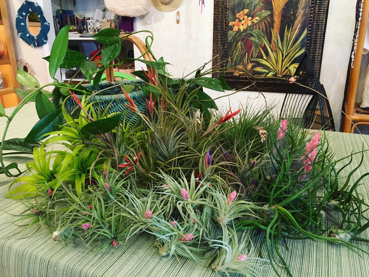 Tillandsia obsession! 🤩

#airplants #shoponline #banyantreeboutique #islamorada