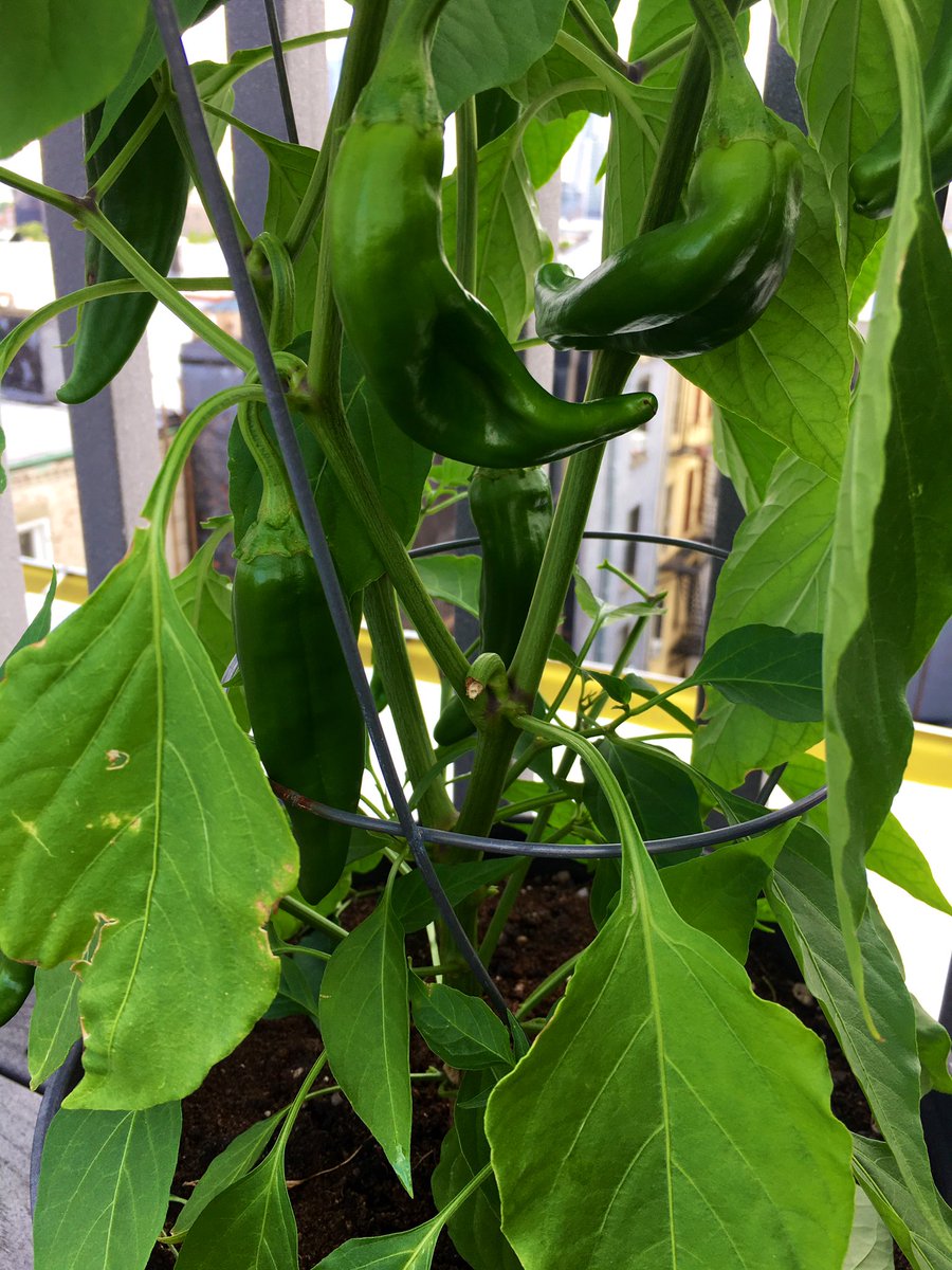 So many peppers . And I think I figured out what they are: mirasol peppers (aka guajillo when dried). Not sure how to use, but this is all very exciting nonetheless.