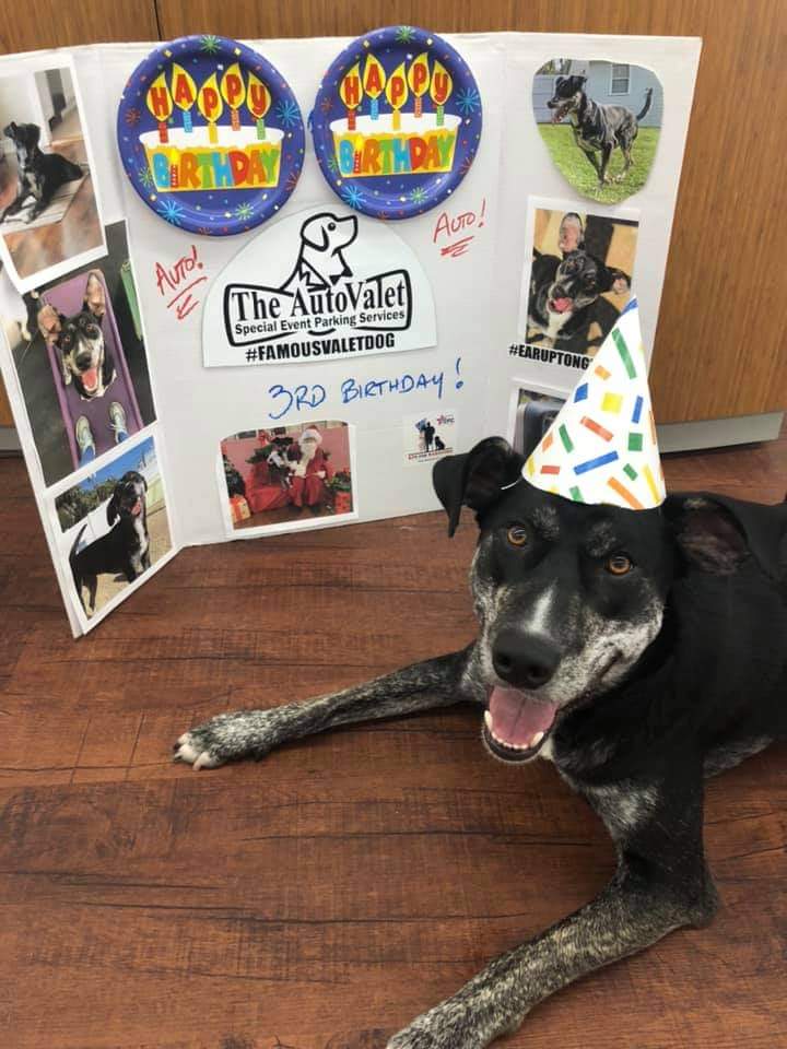 The_AutoValet's tweet photo. From @HappyHoundDogs Celebrating @famousvaletdog 3rd birthday party Wednesday for our best buddy and official mascot of of @The_AutoValet https://t.co/mPSefWV9Yg
