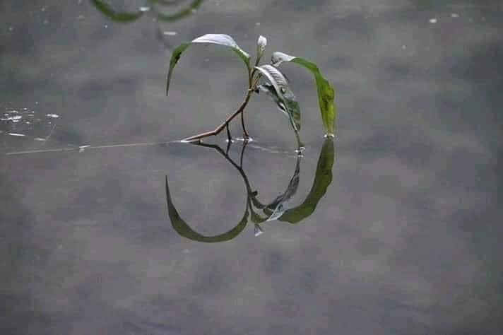 dineshdasa1's tweet photo. Hymn of nature..... https://t.co/OrY7Hf4eRI