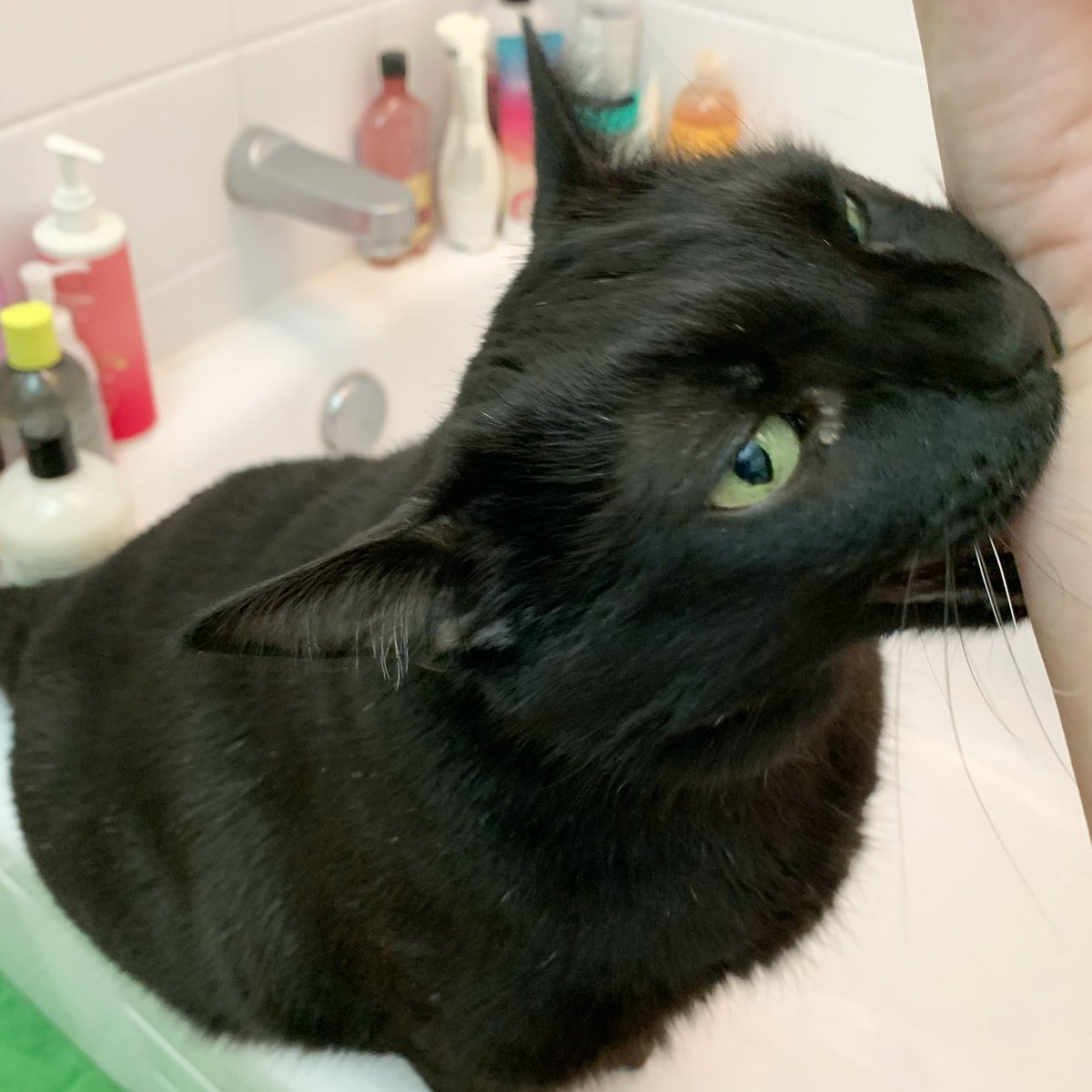 mannyblackcat's tweet photo. Todayโs #wickedcatwednesday. What naughty shenanigans are you up to? ๐ #vampurr #chomp https://t.co/H8mc3IOcWD