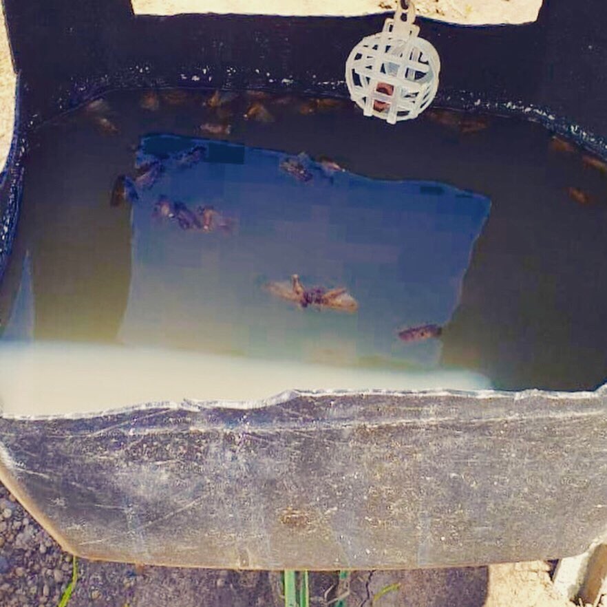 DesRural_Mpal's tweet photo. Personal Tecnico de la Dirección acude a dar seguimiento a las demostraciones en campo de Trampas Agroecologicas, por encomienda del alcalde Jorge Salum, #juntossaldremosadelante, por un #DurangoSustentable 🦟👨🏻‍🌾🌱🌾 https://t.co/WX2WFJgJID