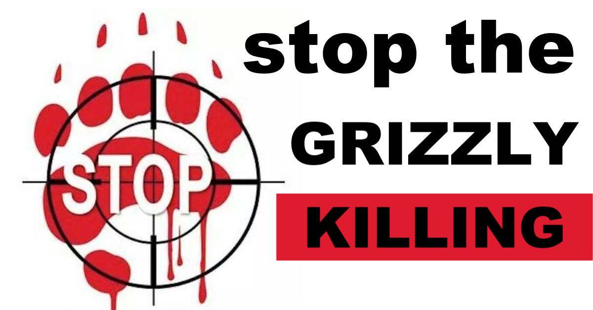 MonicaMagnetti's tweet photo. https://t.co/U402IH9BZ5
Over 90% of British Columbia’s said NO to Grizzly Killing for Trophy or Sport #DontDelistGrizzlies #grizzlybears #stoptrophyhunting #bantrophyhunt #stopgrizzlyhunt https://t.co/t7Ay9pVPow