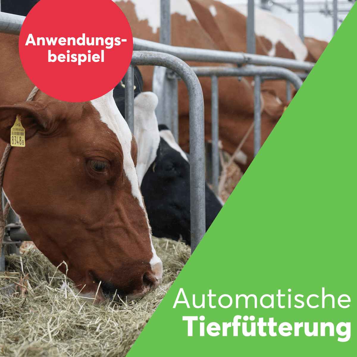 Loxone's tweet image. Die Herausforderung: Automatisierte Tierfütterung 🤔

Die Lösung: Automatische Tierfütterung mit dem Loxone Miniserver 😉

Wie genau das funktioniert gibt&apos;s hier nachzulesen! 👇🏻
loxone.com/dede/kb/automa… 

#Loxone #CreateAutomation #LoxonePartner #LoxoneConfig #Bauernhof