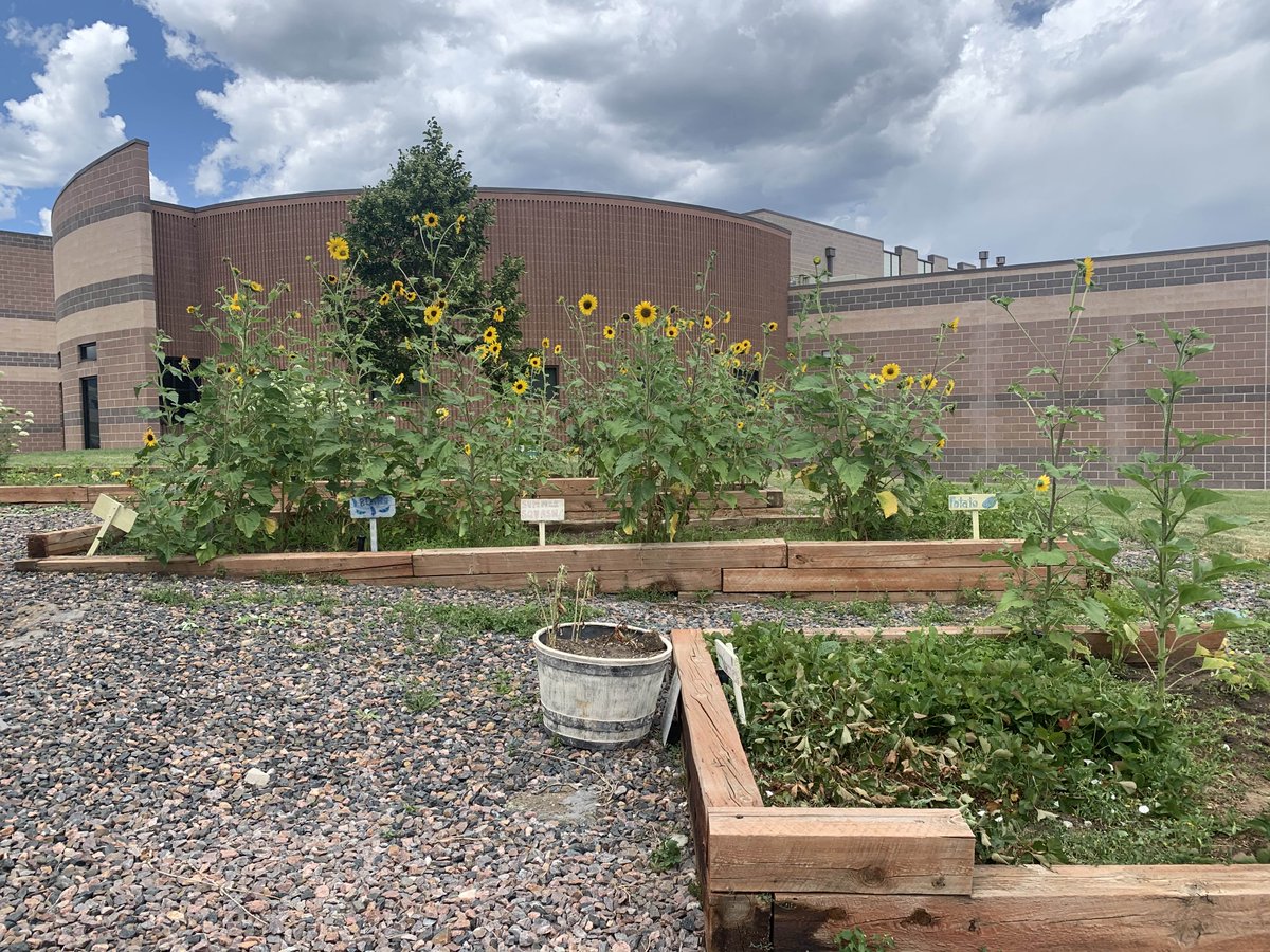 BCK8Bears's tweet image. The garden is doing great but it needs your help! If you go pull weeds for 30 minutes you could also harvest fresh herbs (oregano, sage, basil, mint, and thyme) take home a gorgeous bouquet of sunflowers and carrot flowers !