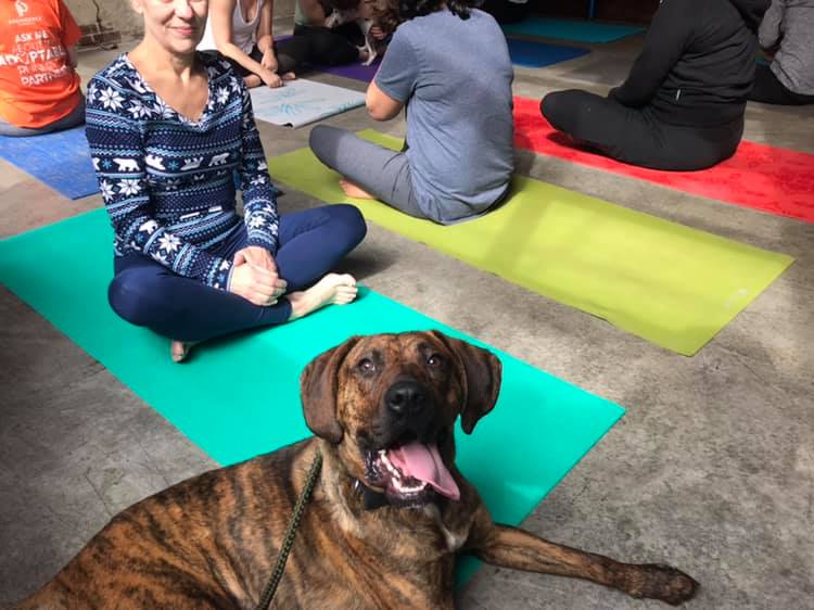 Providence_AC's tweet photo. Need some #HumpDay motivation? You can #TakePaws with us, and a four-legged friend, tomorrow for a live-streamed lunchtime yoga flow on Instagram and Facebook!
The session is Donate-What-You-Can to https://t.co/8lSdVnpYeQ or Venmo: ProvidenceAC with a note that it's for yoga. https://t.co/XRaW2RVunP