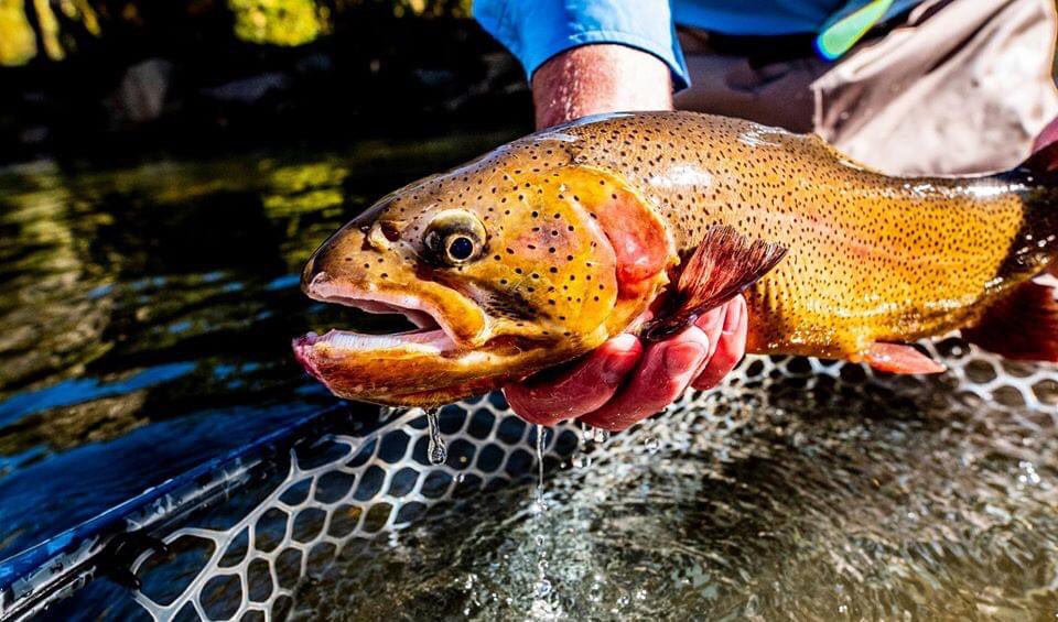 FRCcrew's tweet photo. Caption this....
.
.
#LifeOnTheFly #flylife #trouttown #catchandrelease #Matthew419 #CastingfortheWay https://t.co/1f3oOFvZ7e