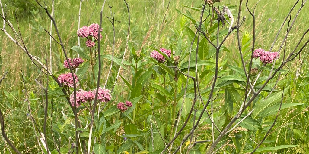 Les asclépiades sont en pleines floraisons dans le jardin de notre station de compression Les Cèdres, QC. Le jardin sera bientôt un habitat idéal pour les #pollinisateurs.