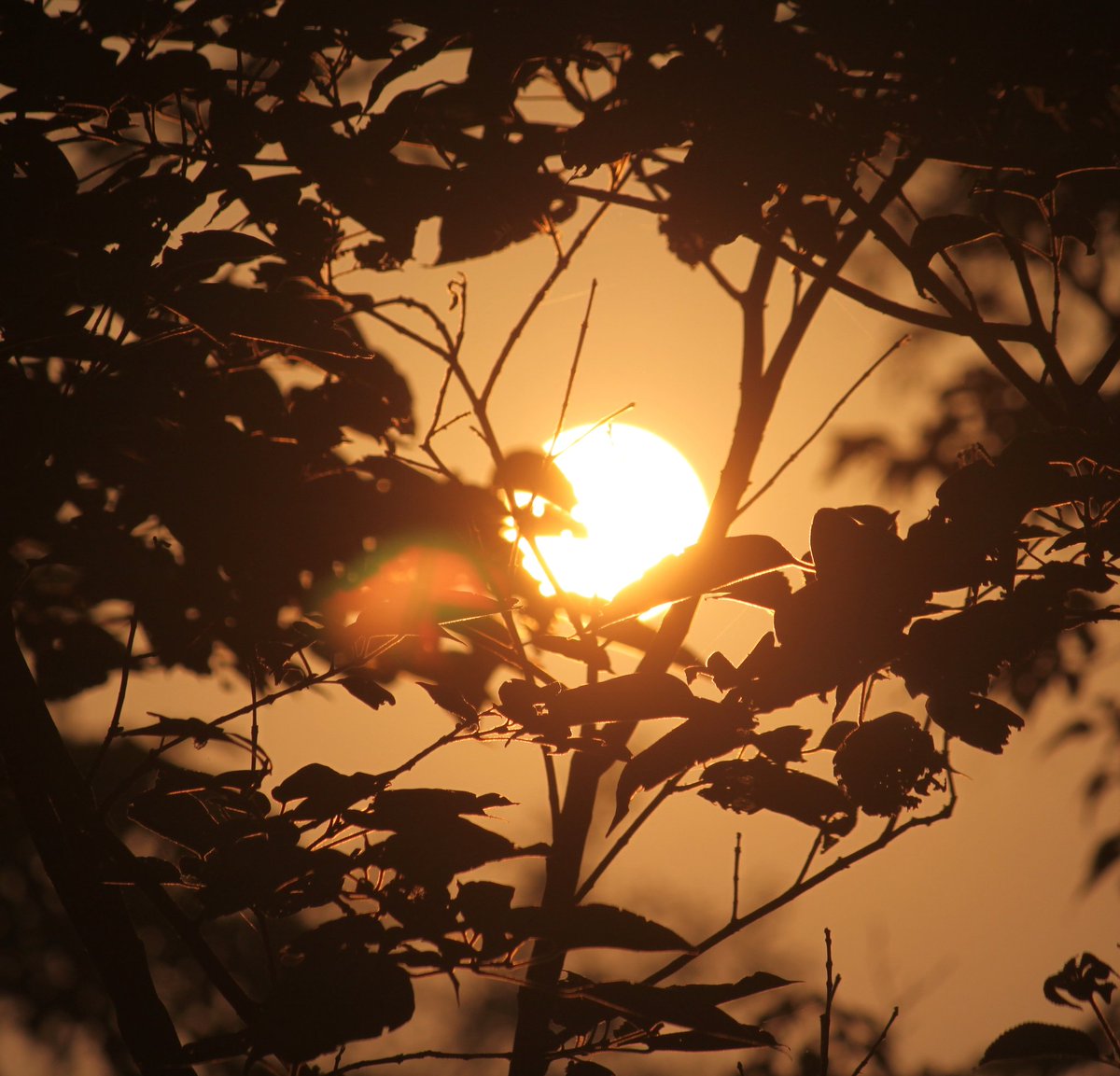 JuglanVinisha's tweet photo. #sunset #photograph #jungle https://t.co/1bxNJOEmbf