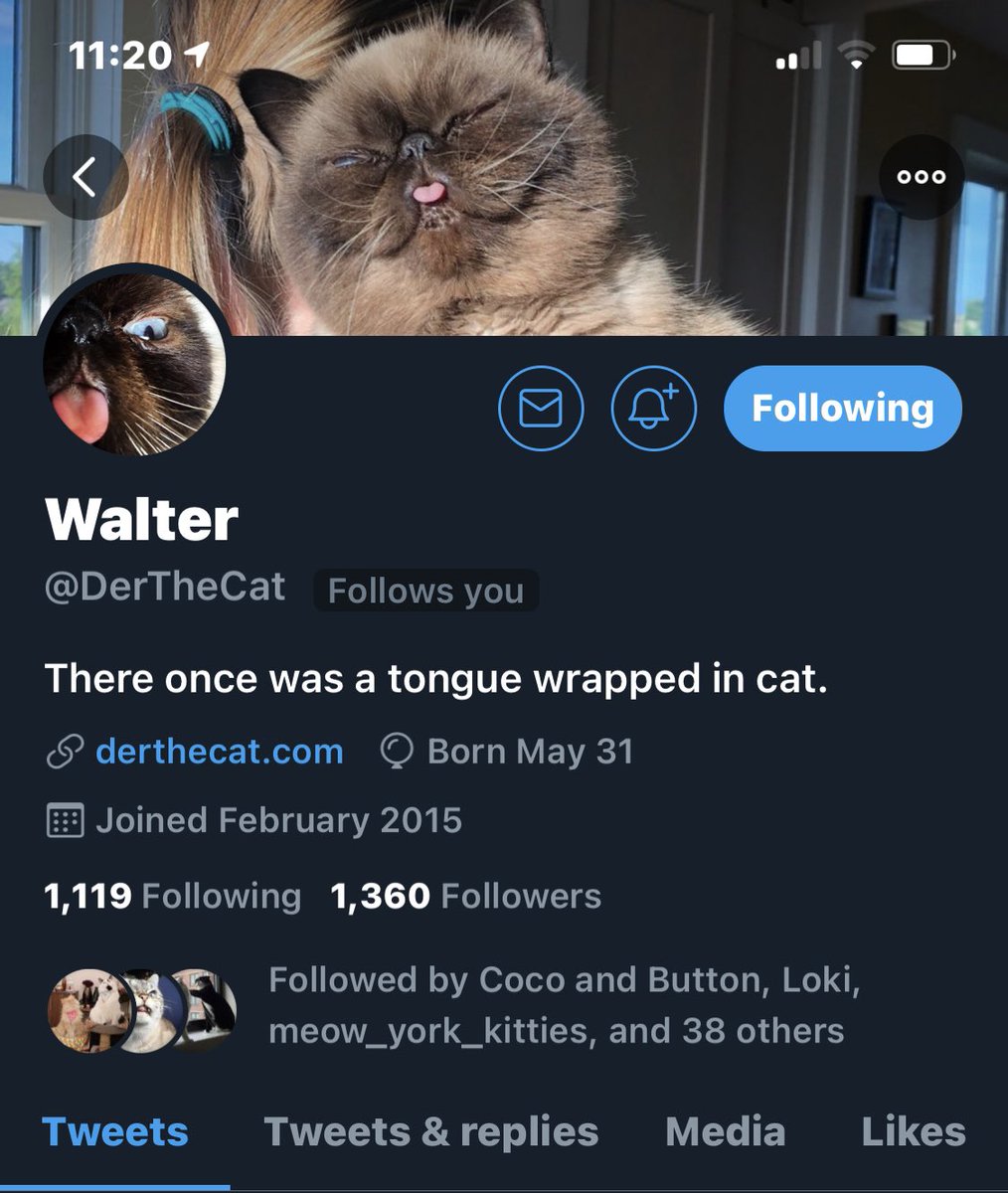 In other Good news...... 
my good friend Der is on Tiktok ✌🏻<a href="/DerTheCat/">Walter</a> #CatsOfTwitter #catsofinstagram #CatsOfTheQuarantine