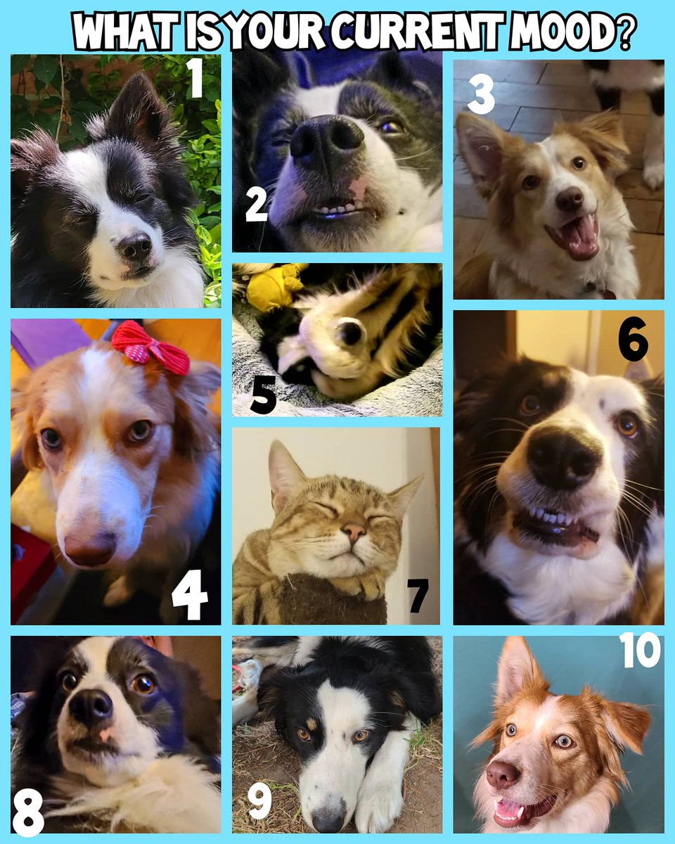 Jaxandthepack's tweet photo. What is your current mood out of the pack? Comment your mood/number down below to play! 🐾
#dogs #moodoftheday #Cat https://t.co/WHYpZePXTA