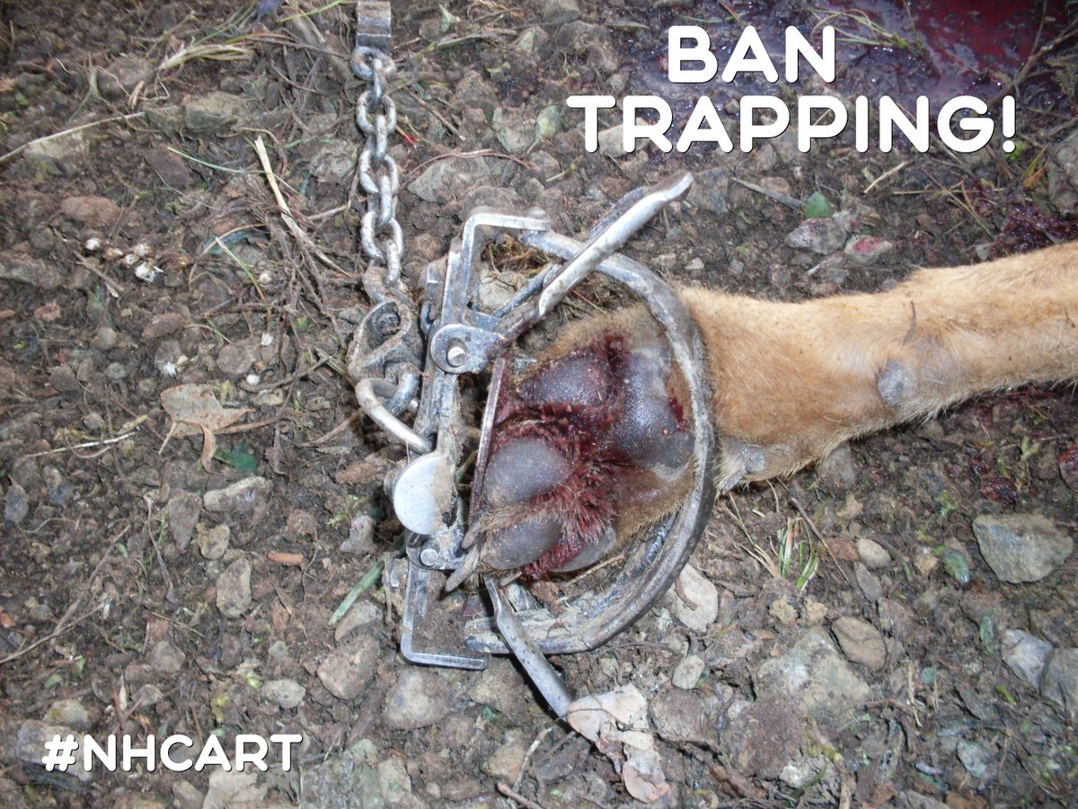 NHCART's tweet photo. The correct term is "live-hold foot trap" because the animals are held by the foot, unharmed and alive." - NH Trapper
Does this paw look unharmed to you?
When legislation comes up again, REMEMBER THIS!
#NHCART #NHPolitics #TrappingisNOTHumane https://t.co/XqYtTMZhPo